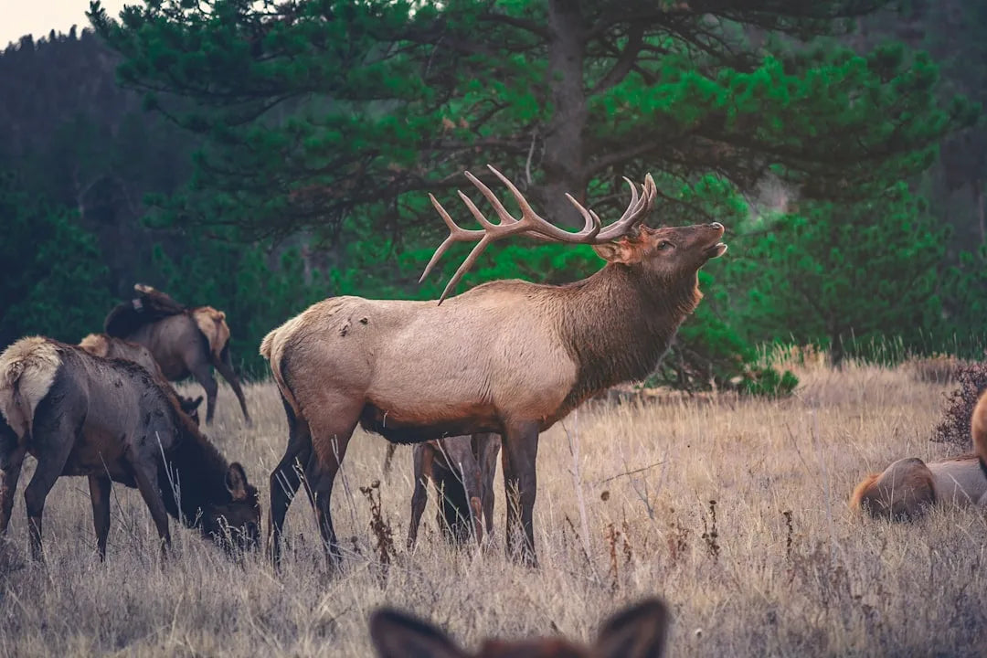 Didn't get drawn this year? Tips to Increase Your Draw Odds for Elk and Pronghorn from Hunting Guides