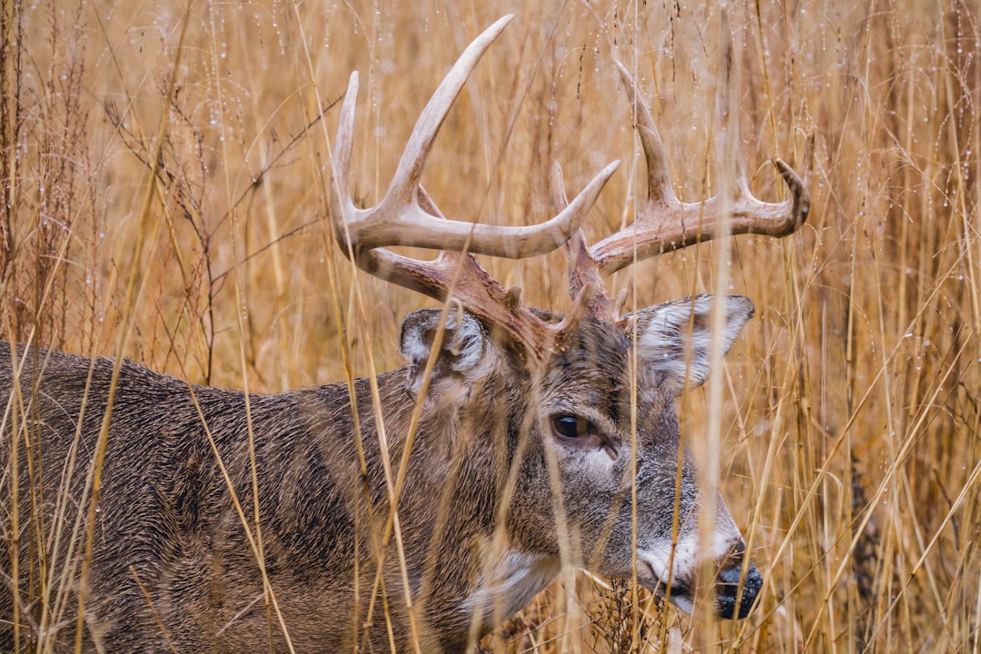 June 3 Deadline Approaching: Get Ready for the 2025 Arizona Fall Hunt Draw
